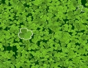 Lucky Clover